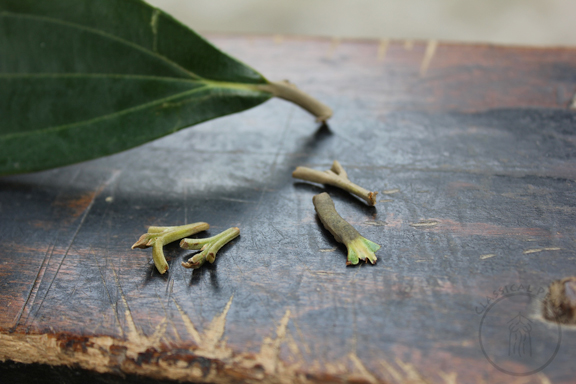 Vietnamese cinnamon leaf with Guizhijian (Cinnamon Twig Tips; L) and Guiding (Cinnamon Leaf Stem; R)