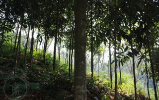 Cinnamon trees in Yunnan