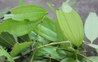 Chinese cinnamon species (Cinnamomum cassia) leaf