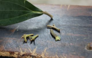 Vietnamese cinnamon leaf