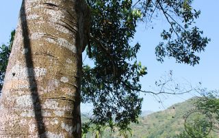 Cinnamomum loureiroi (Vietnamese Cinnamon) tree