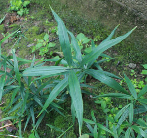 Leaves of a young plant