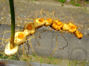 A freshly harvested root still attached to the stalk