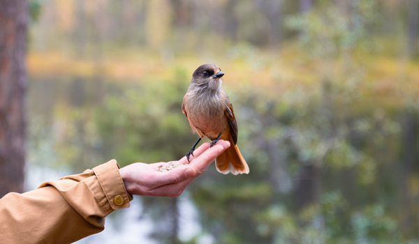 a bird sits in an outstretched hand